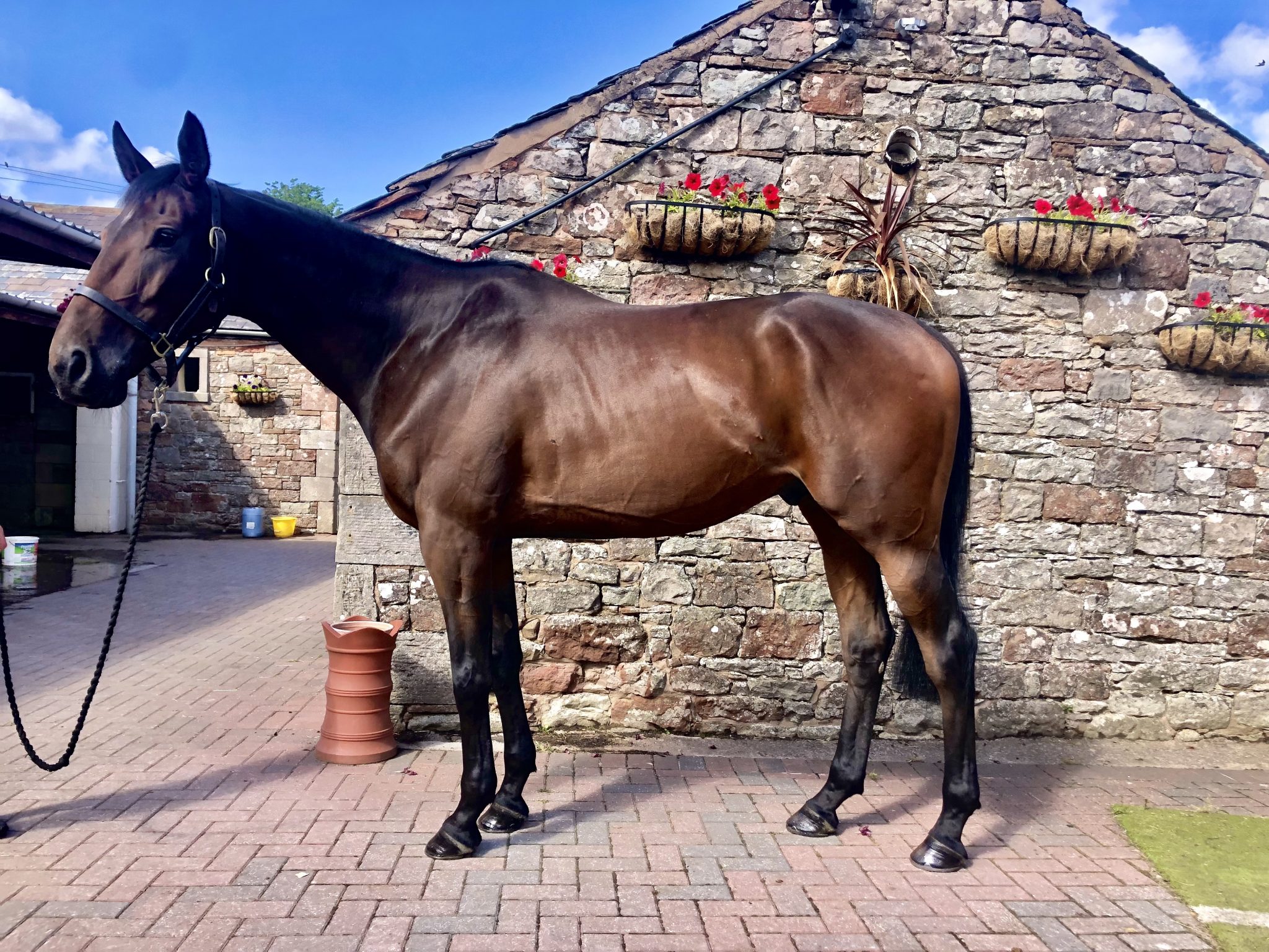 Horses in Training - Nicky Richards Racing