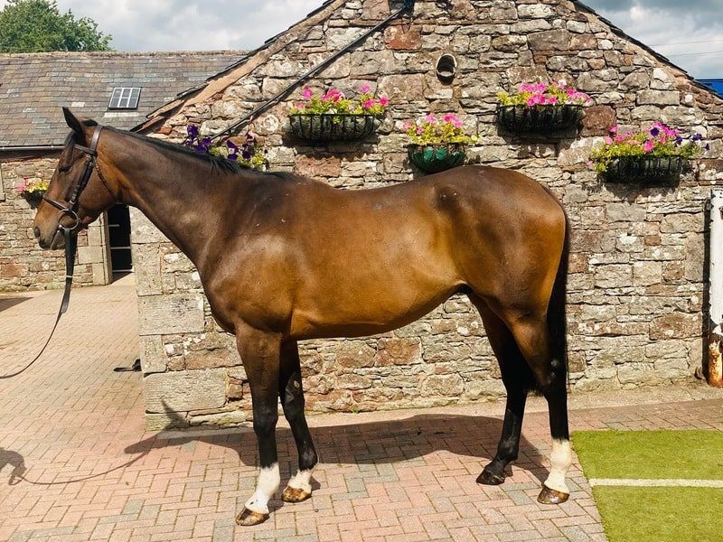 Wainwright is one of the horses available in our racehorse sysndicates