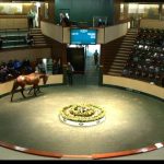 A horse in the Goffs Auction Ring