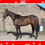 Christmas Young Horse Sale